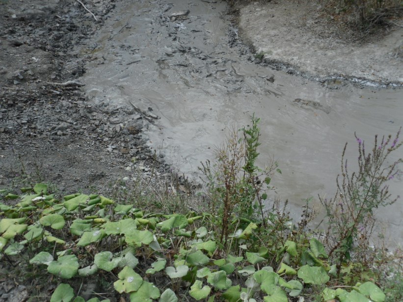 Линия поведения