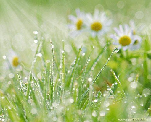 Старая ветла