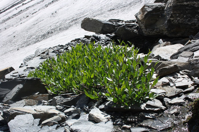 но роскошно и назло...