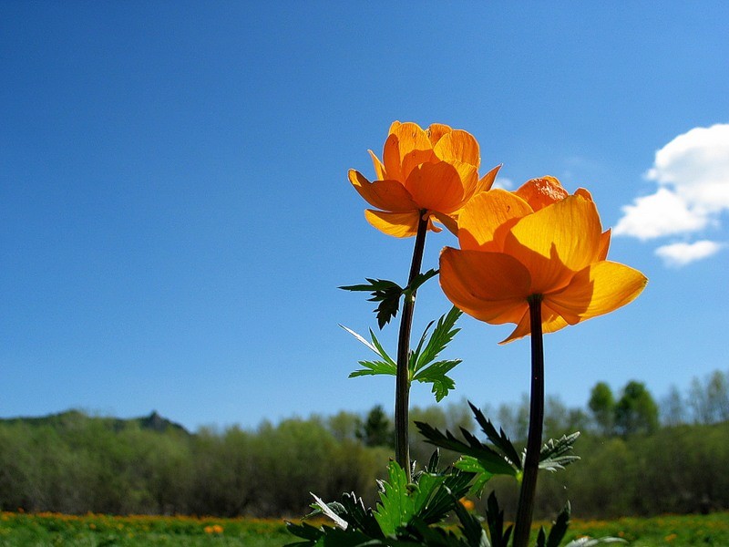 Все изгибы у реки увели в пожар любви...