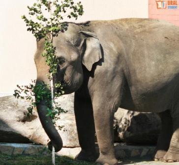 Музыка и слониха