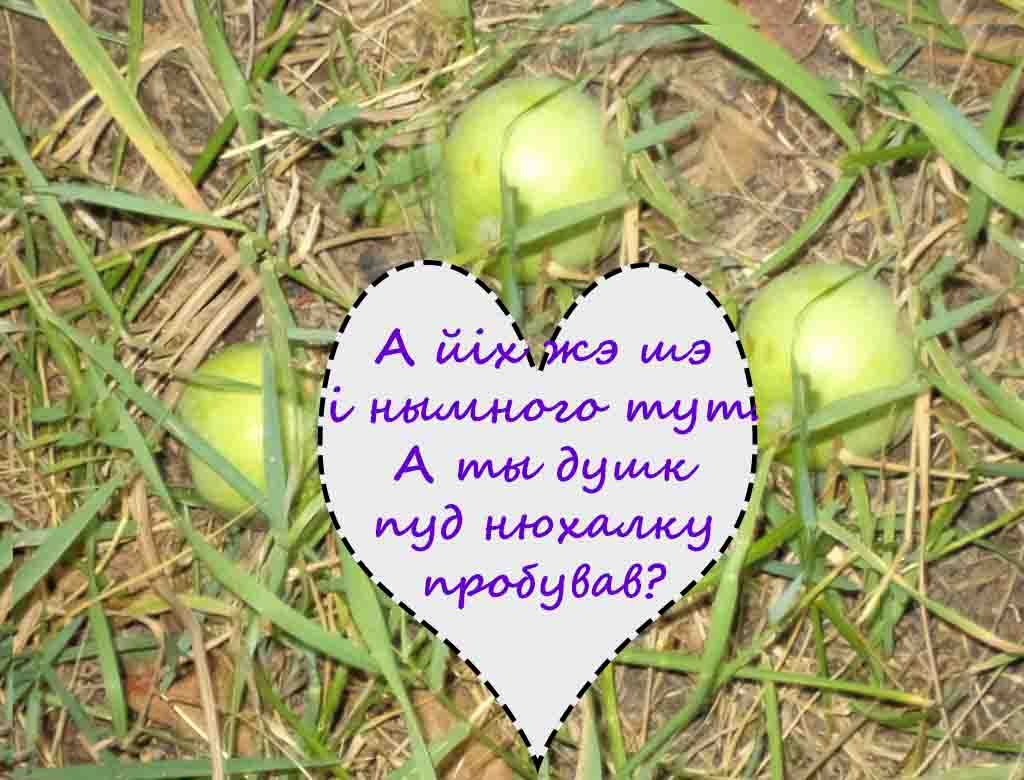 Я назбераю зе сцясь яблицяк