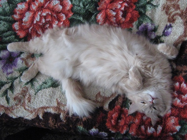 Регулярная месть...