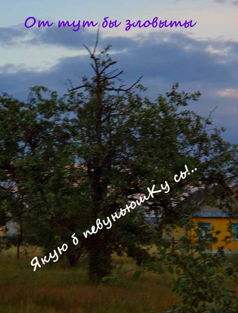 На хамку зь ты ны нападай так!