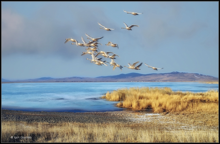 Журавли усталые. Перелетные птицы улетают на Юг. Стая перелетных птиц. Птицы над озером. Пейзаж с журавлями.