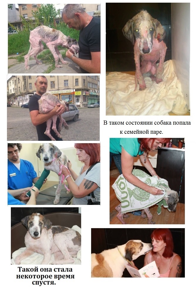 Англичане в Болгарии спасают бродячих собак