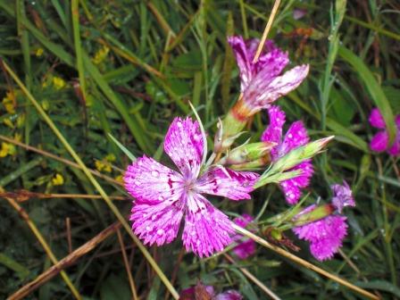 Холодное лето...