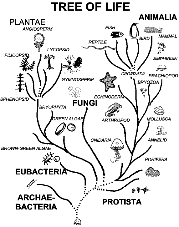 Эволюционное дерево. Дерево жизни Эволюция. Эволюционное дерево животных. Дерево жизни биология.