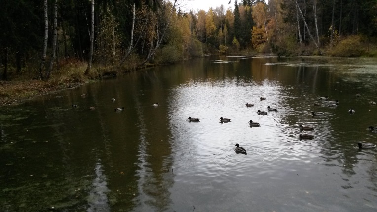 Приду я на берег пруда