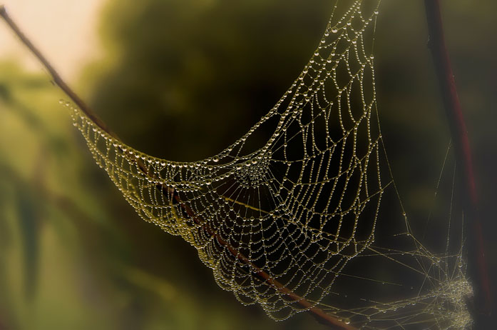 сладкий плен вручит ей в дар...