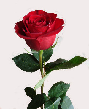 Высокая роза