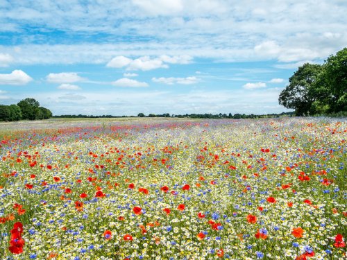 Я живу с открытым сердцем