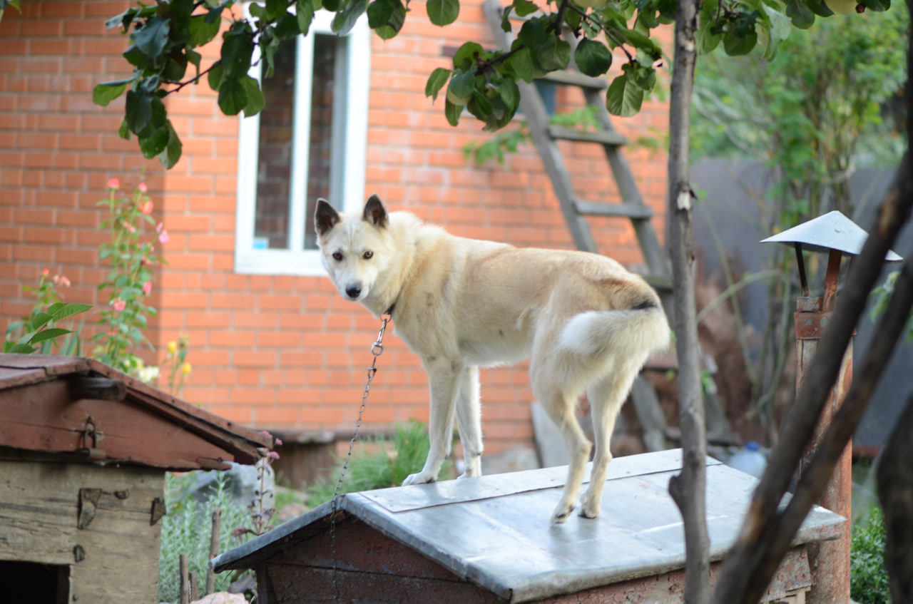 Собака на цепи