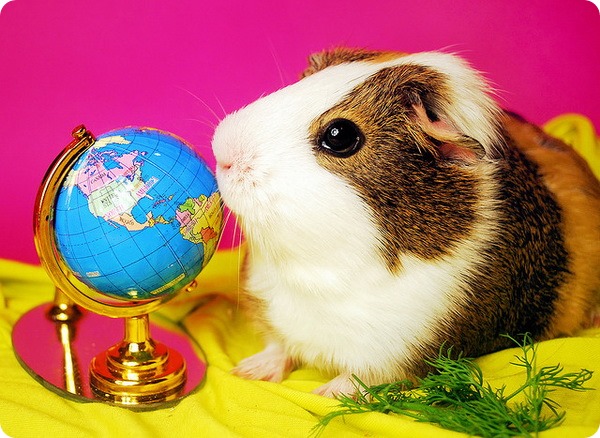 Умная свинка