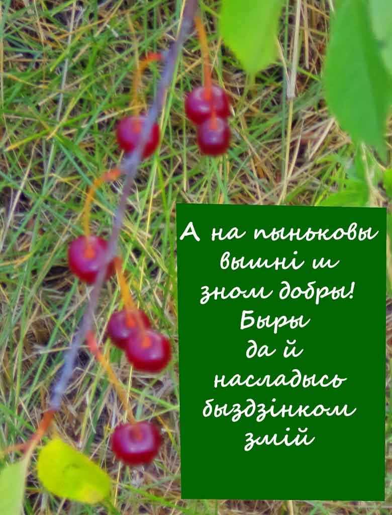 Киви ззим я та й а на тиби пинька