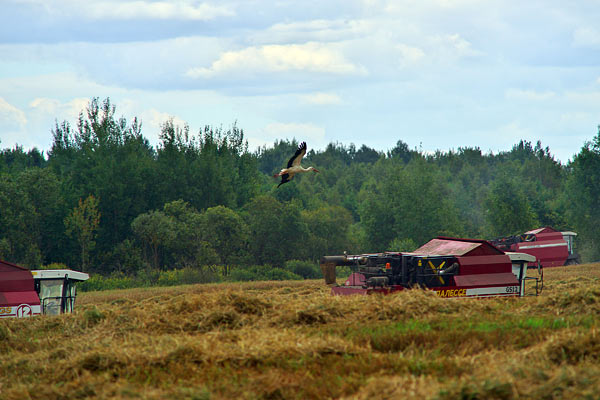 Жаркие деньки