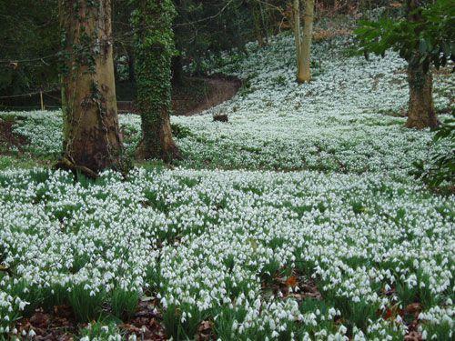 Десь, в старОму саду