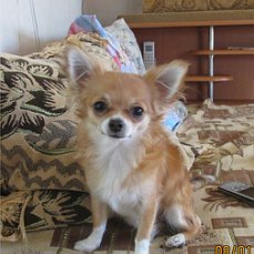 Внук принес домой щенка-2