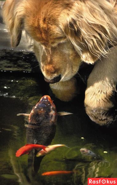 Конкурс Школы Комментатора. Рыбный день