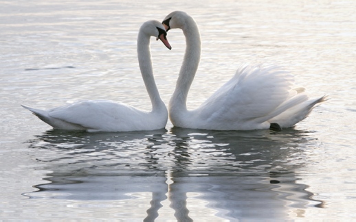 Лебединая верность