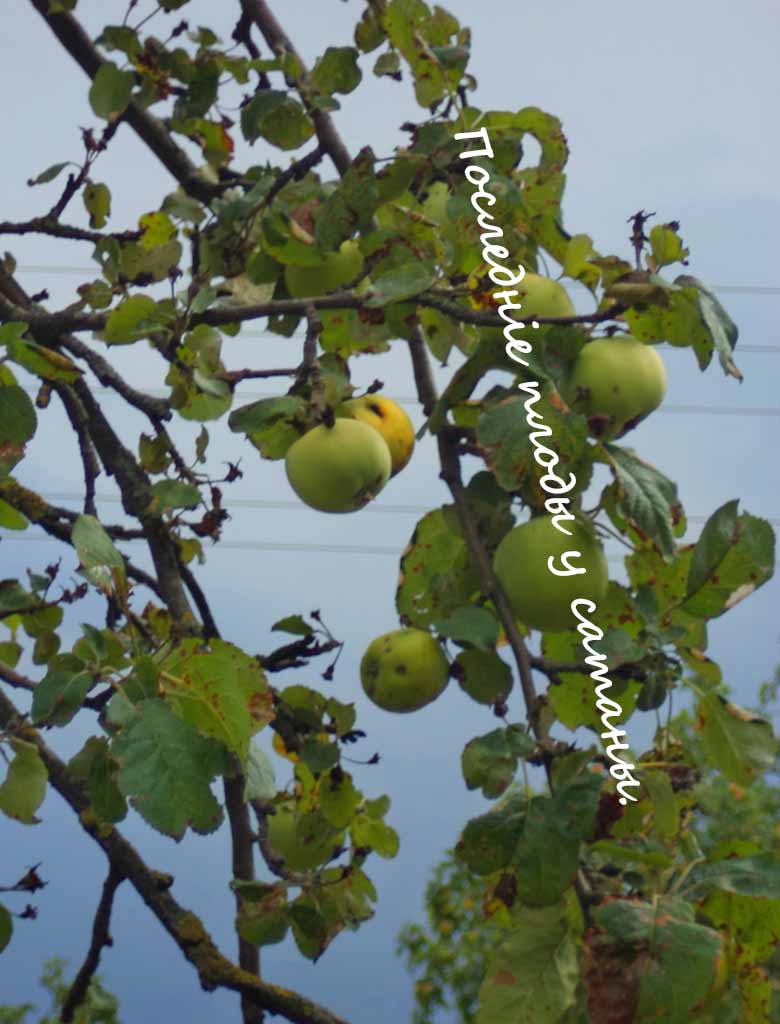 Чы мав мы колы хоть павагу в твар