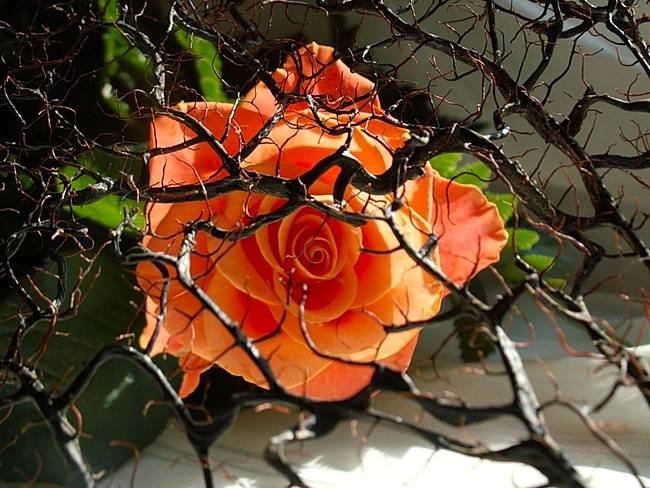 На Любовь укажет путь оно...