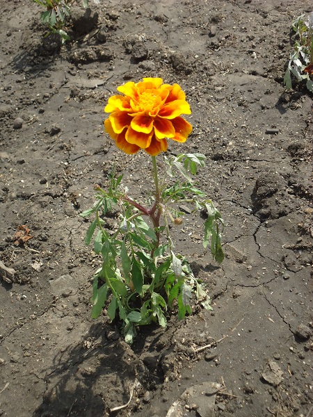 Мои рифмы...