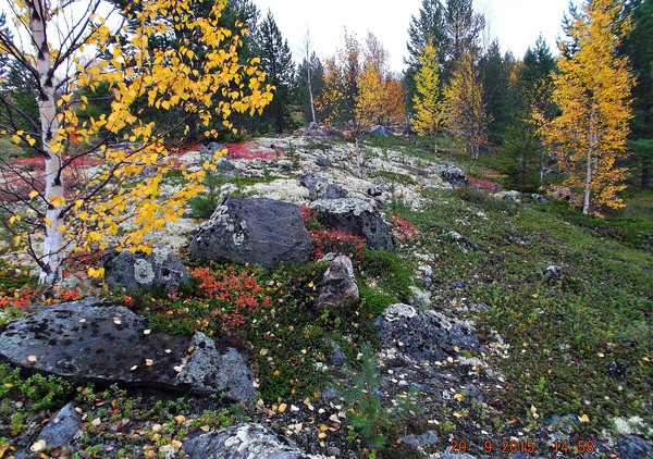 В осеннем северном лесу