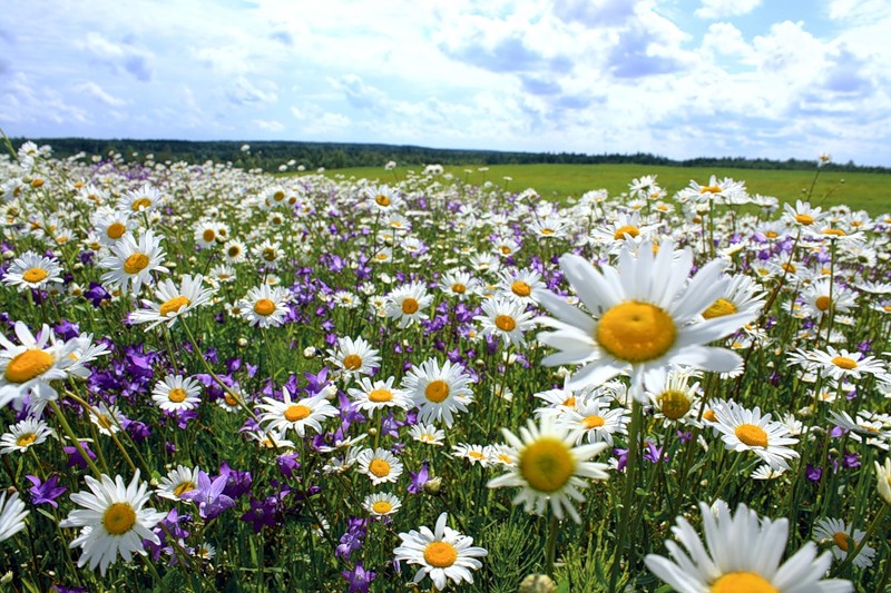 Лето красное