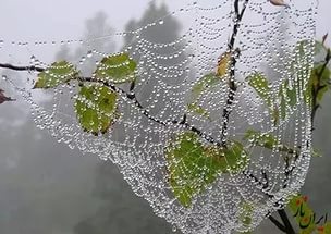 Кружева лета