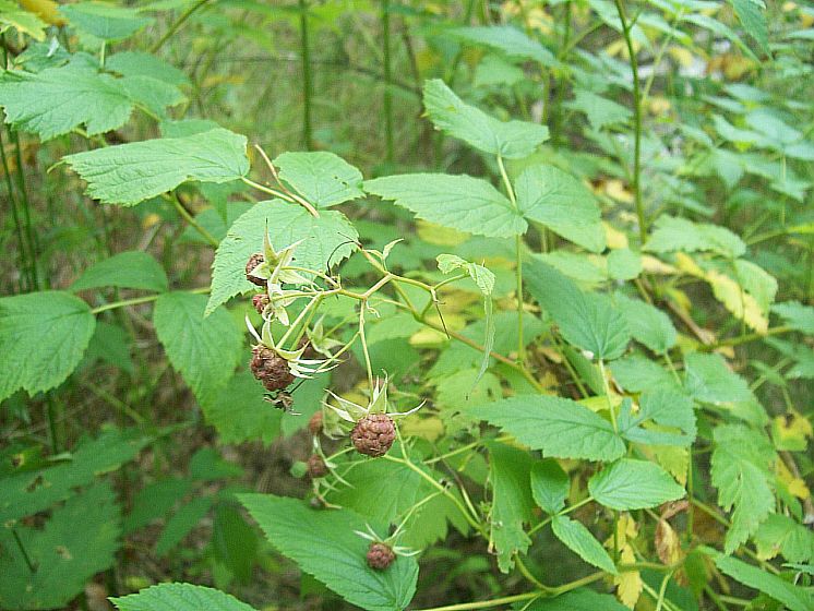 Стр. 90 петь песни из для интернет. ягода да малин