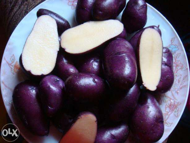 Цыганка в моём огороде!