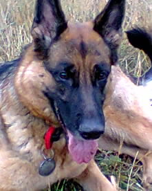 Моей овчарке Эльбе