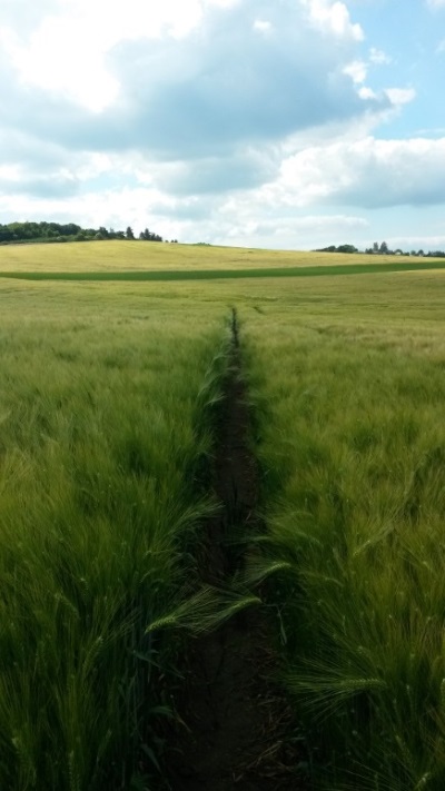 Не дам слезам я воли