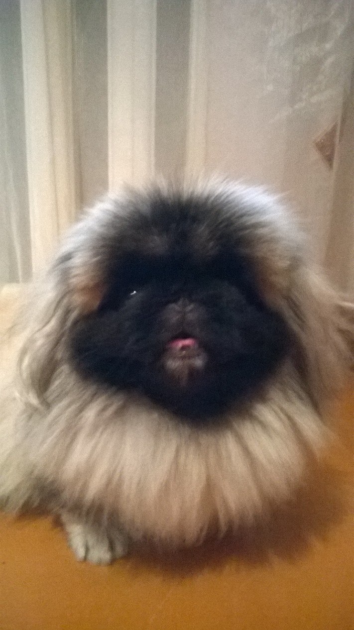 Причуда, стихи о собачке