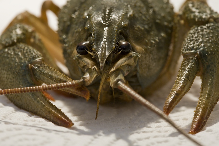 Тер-раки в поезде! Смехужас дорожный