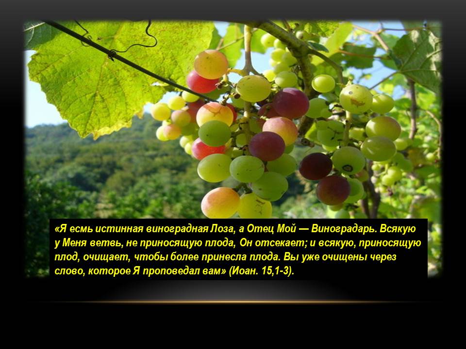 я есмь истинная виноградная лоза, а отец мой — виноградарь» (ин. плоды афоризмы. плоды афоризмы. что посе е ш ь , то и пожнёш ь. дерево познается по плодам.