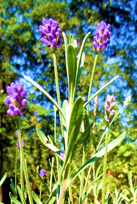 Шептали что-то венчики лаванды
