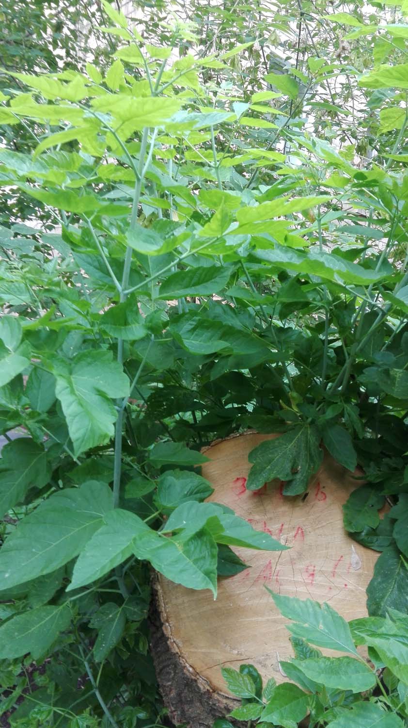 VIP, том - 2, от Л до Я. Прудников - 5