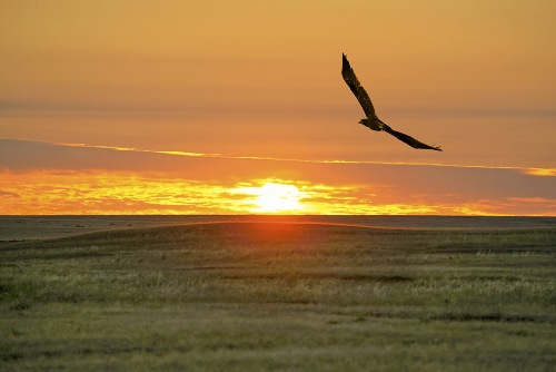 Романс. Ох, расскажи степной орел!