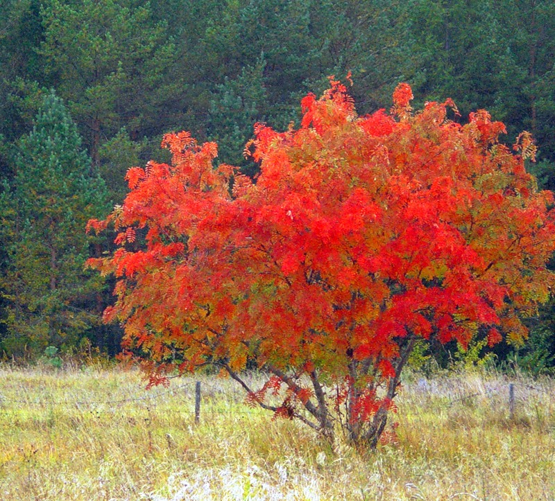 Смотрю на рябины куст...