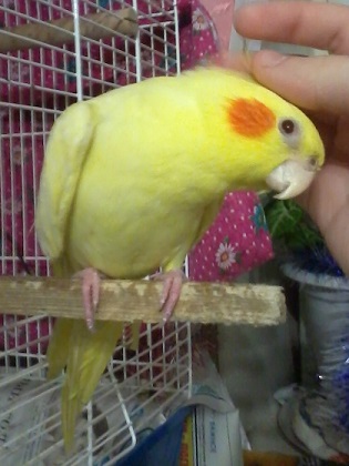 Памяти моего попугая