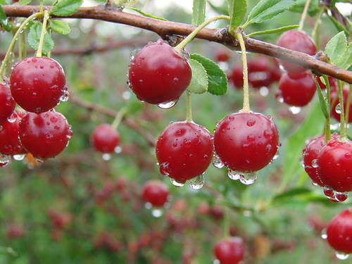 Под звуки летнего дождя...