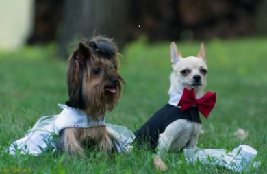 Победители выставки