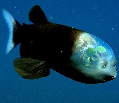 Объяснение малоротой макропинны