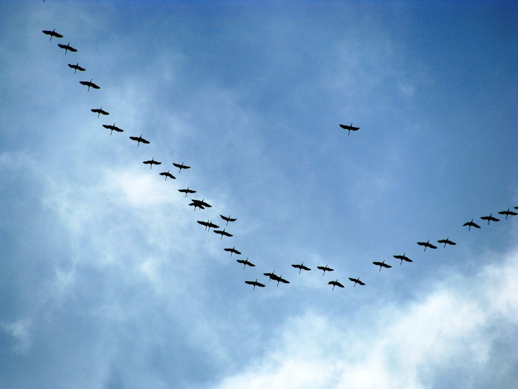 Журавли кричат, улетая вдаль...