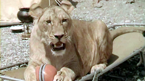 Выбор друга