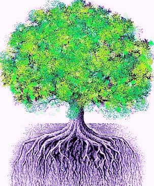 Род корневых будет жить 9 читать. Корни дерева. Красивое дерево с корнями. Красивое большое дерево с корнями. Красивое дерево с корнями и плодами.