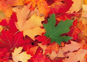 Осень дарит мне листок...