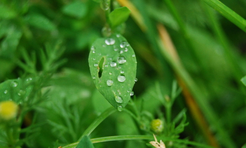 Осенних дней я слышу голоса